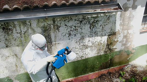 Trusted Crawl Space Mold Removal service in Cedar, MI - Cheap Mold Removal